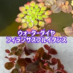 ウォーターダイヤ1+フィランサスフルイタンス3のサムネイル