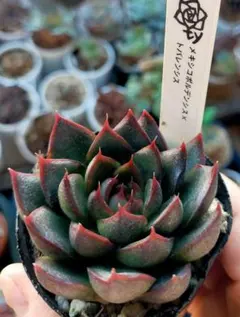 2025年最新】メキシコポルデンシスの人気アイテム - メルカリ