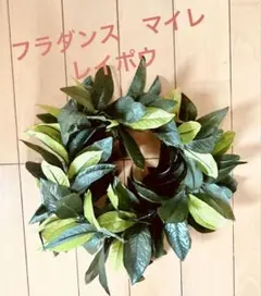 フラダンス 【マイレ】レイポウ　送料無料>