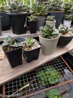 チタノタ ４点セットのサムネイル