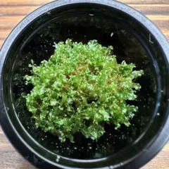 P.willinckii OMG 前葉体［胞子培養育成ガイド付］のサムネイル