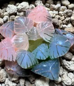 ま*ち様 多肉植物　ハオルチア　虹オブツーサ錦　鮮明錦　超美品