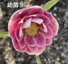 うさこ311様 リクエスト 4点 まとめ商品