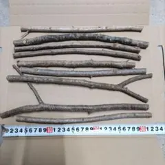 くぬぎ　原木　 止まり木　クワガタ　トカゲ　爬虫類　細9本　ペットの飼育にも⑧のサムネイル