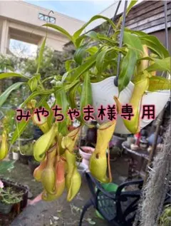 充実株】食虫植物 ネペンテス・アラータ(f) 