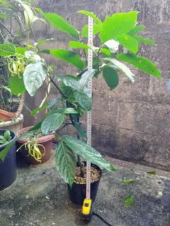 アボカド 苗木 品種不明 台木用 8本 観葉植物 約60cm | Mercari