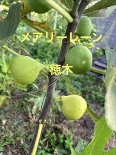 2026年最新】イチジク穂木の人気アイテム - メルカリ