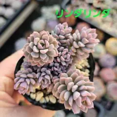 ぼー様 リクエスト 2点 まとめ商品