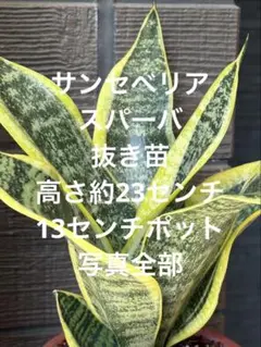 あいなめ様 リクエスト 2点 まとめ商品