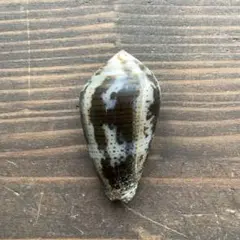 No718 メノウイモ？ 天然貝殻 イモガイ コレクション