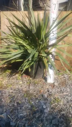 2025年最新】キミガヨランの人気アイテム - メルカリ