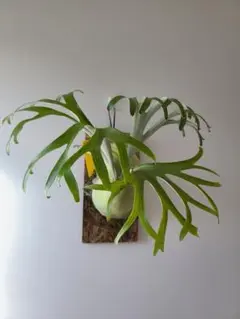 2026年最新】アルマダドワーフの人気アイテム - メルカリ