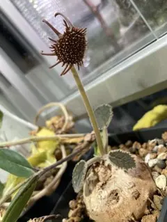 2026年最新】ドルステニア エレンベッキアナの人気アイテム - メルカリ