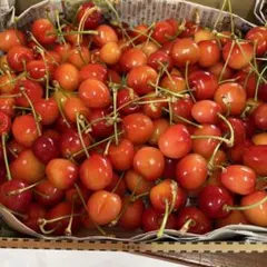 山形県産 さくらんぼ ナポレオンのサムネイル