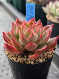 2025年最新】おらいさん苗 青札の人気アイテム - メルカリ