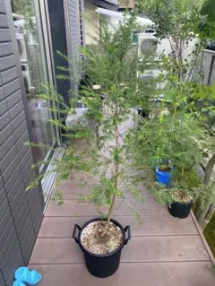 ⑤玄関アプローチや地植えに最適なキングサイズのローズマリー8号鉢