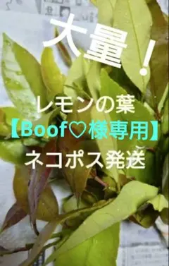[Boof ♡ 단독] 스왈로우테일 라이스, 레몬 리프 10종 세트, 무농약, 대용량!