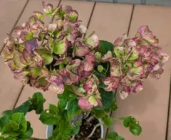 あじさい　 Hydrangea ③　お値下げのサムネイル