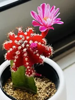 2026年最新】コピアポア 種の人気アイテム - メルカリ