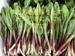 北海道産 天然行者にんにく キトピロ