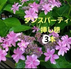 紫陽花 ダンスパーティ 挿し穂5本 メルカリ便発送‼️ - メルカリ
