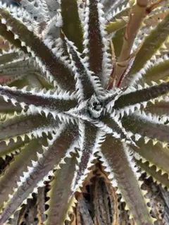 3袋限定 種子 ディッキア Dyckia tracking code Fuu ⑵ - メルカリ