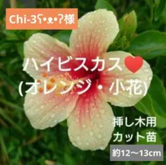 Chi-3ʕ•ᴥ•ʔ様 リクエスト 5点 まとめ商品