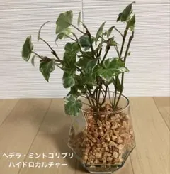 自己紹介必須 ココ5148様専用 ヘデラ・ミントコリブリ　ハイドロカルチャー