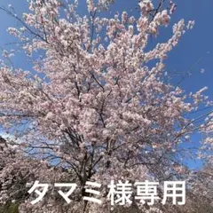 【空箱のみ、ソフトなし】ポケットモンスター プラチナ ニンテンドーDS