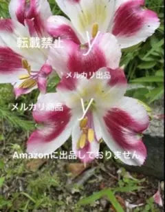 ㊁アルストロメリア　宿根草　球根　苗のサムネイル