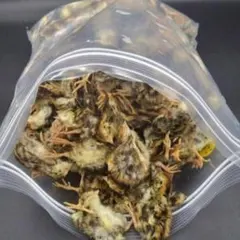 冷凍 雛ウズラ 2kg 送料無料のサムネイル