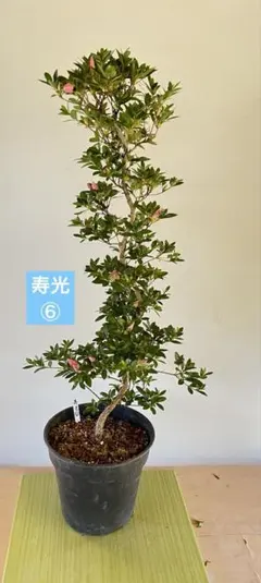 皐月 愛花 樹高39cm 小品盆栽 中品盆栽 新花 風情のある樹 さつき 盆栽