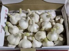 [本日15時出品終了]青森県産　生ニンニク　1キロ　Sサイズ　農薬化学肥料不使用のサムネイル