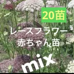 2025年最新】神経質な方はご購入をお控え下さいの人気アイテム - メルカリ