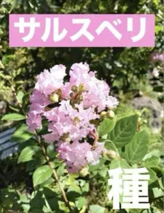 メル☆育(元37757)様 リクエスト 5点 まとめ商品