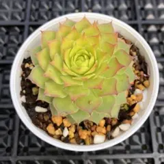 2025年最新】センペルビウム ゴールドナゲットの人気アイテム - メルカリ