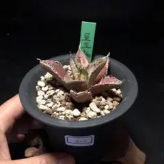 特選！　アガベ　チタノタ　オテロイ　豆豆龍　トトロ　ブツブツ　極上株 アガベ】豆豆龍 トトロ 超セール価格 中株｜Yahoo!フリマ（旧