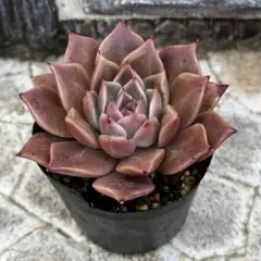 2026年最新】ヒアリナラパスの人気アイテム - メルカリ