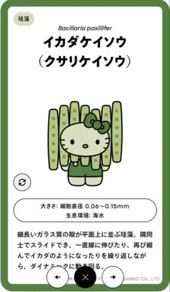 関西万博日本館限定 藻キティピンバッチ イカダケイソウ（クサリケイソウ）