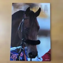 サラブレッドコレクション