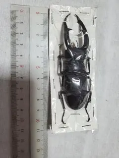 マンディブラリスフタマタクワガタ標本超特大 - メルカリ