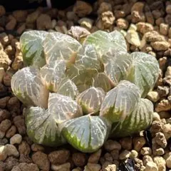 2026年最新】ハオルチア 錦 糊斑の人気アイテム - メルカリ