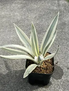 アガベ アンガスティフォリア　ミルキーホワイト ミルキーホワイト。 | D-style ニクブログ