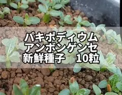 パキポディウム　アンボンゲンセ　良型　鉢ごとメルカリ便④ パキポディウム アンボンゲンセ - メルカリ