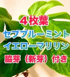 2026年最新】グリーンオン モンステラの人気アイテム - メルカリ