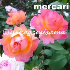 【四季咲き 花色変化】アンネフランク　アンネの薔薇 苗 オレンジ 橙　W2のサムネイル