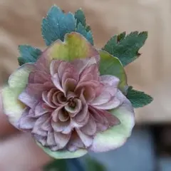 クリスマスローズ 認定！美黒姫 加藤農園 - メルカリ