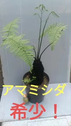 激レア！ アマミシダ 奄美大島固有種 現地採集株 - メルカリ