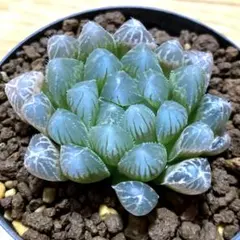 ハオルチア 水中月錦 オブツーサ錦 多肉植物 糊斑 極上斑 11