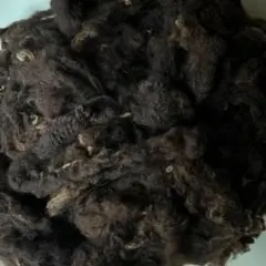 原毛　ニュージーランド　ハーフブレッド　フリース　洗い済み